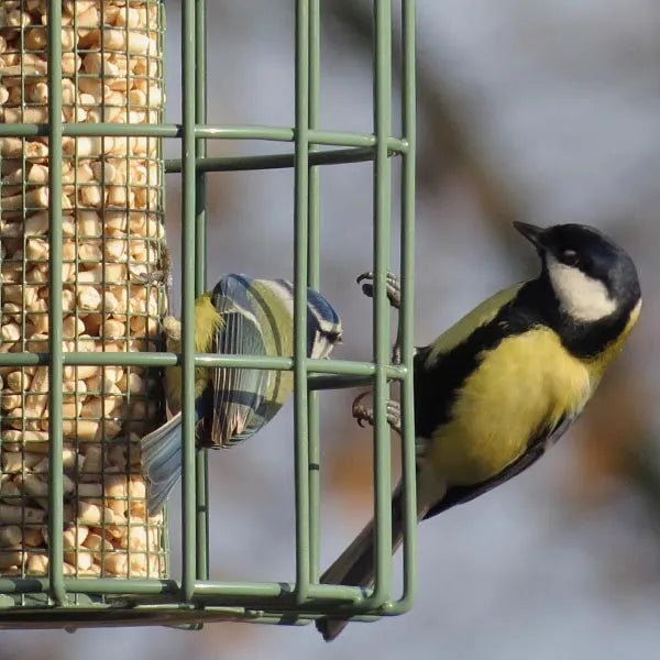 The Nuttery Original Nut Squirrel Proof Wild Bird Feeder